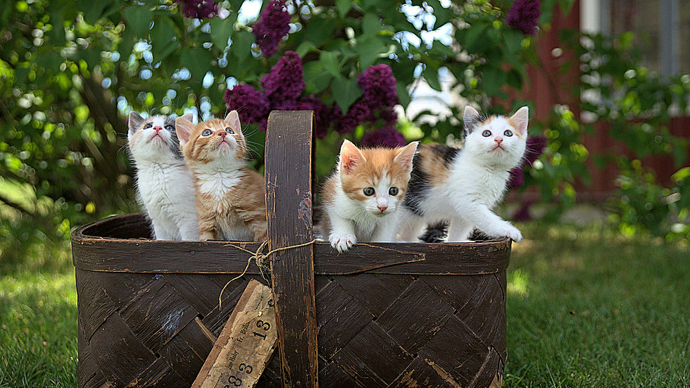 Four kittens peek from a wicker basket