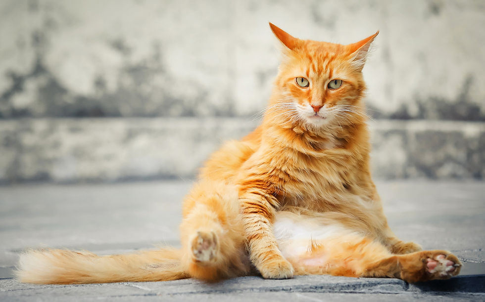 Fat orange cat sitting upright on a gray stone surface, staring intently.