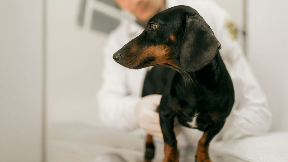 Black-and-tan dachshund held by a vet 