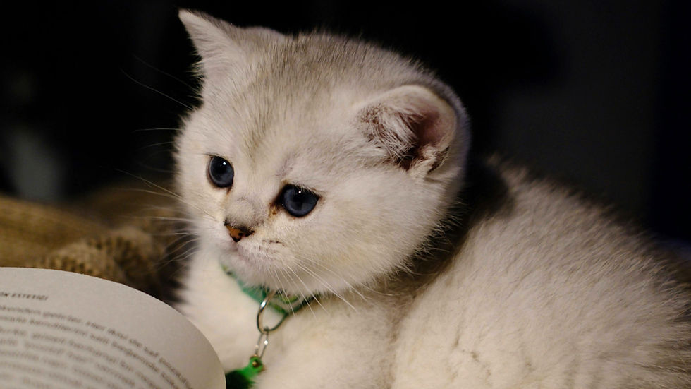 White kitten with blue eyes and a green collar resting beside an open book