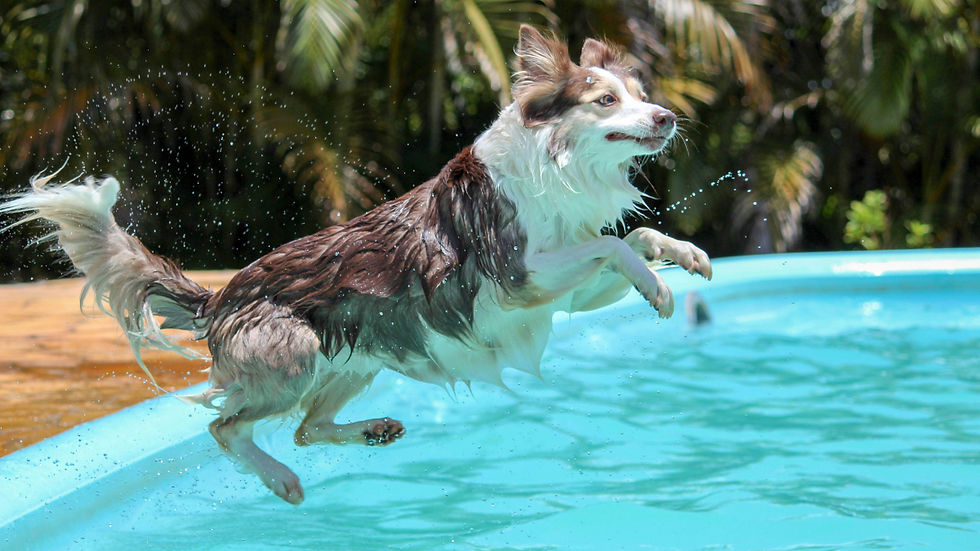 Wet brown-and-white dog leaping into a turquoise pool