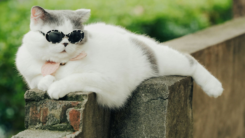 White cat in sunglasses and pink scarf lounging on a brick wall, looking cool.
