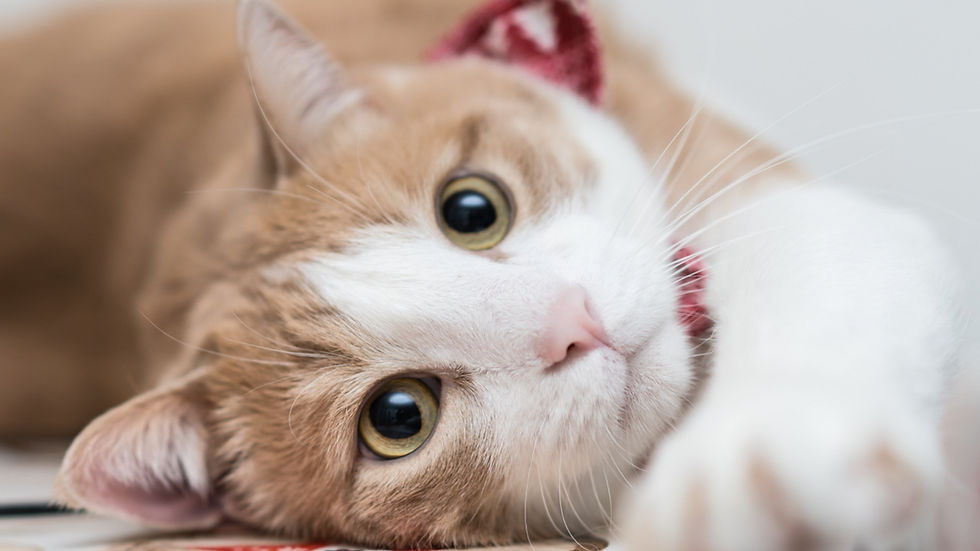 Close-up of a cat with enlarged pupils