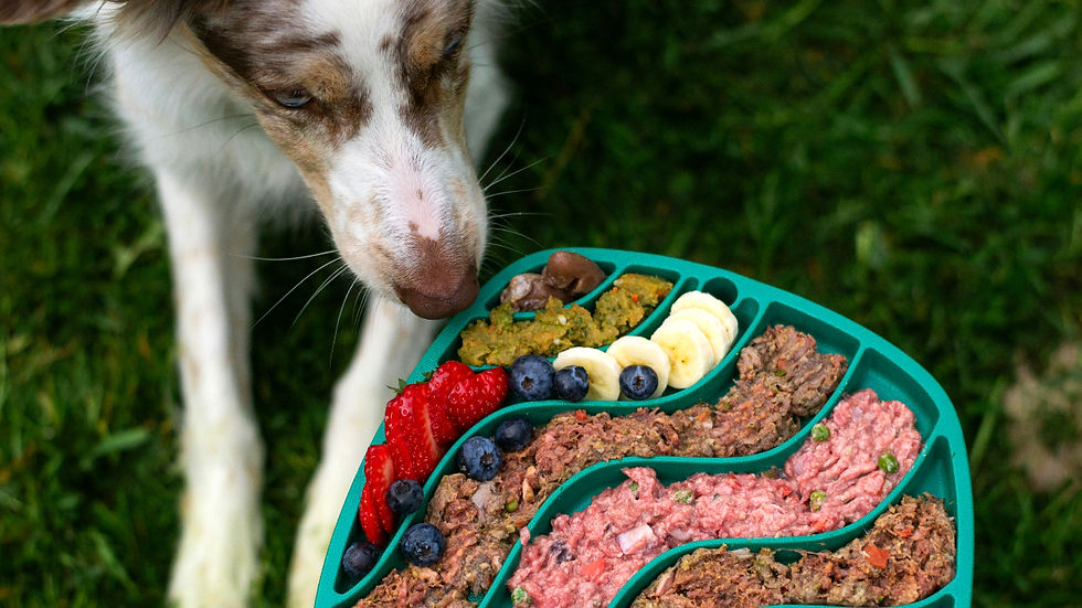 Dog sniffs a segmented pet food tray with meat, fruit, and berries