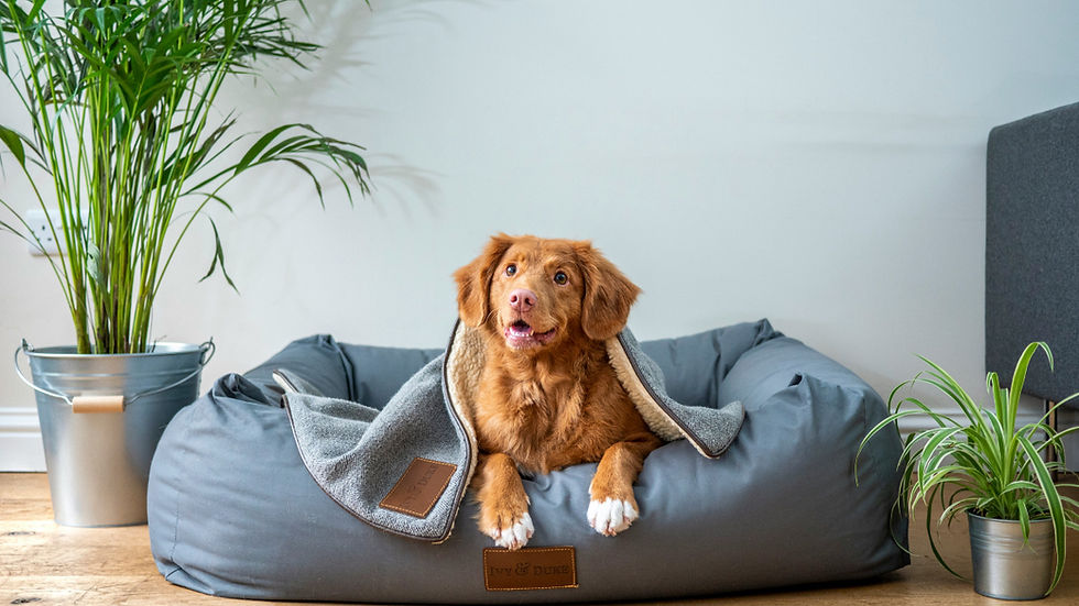 Brown dog resting on a gray pet bed with a blanket