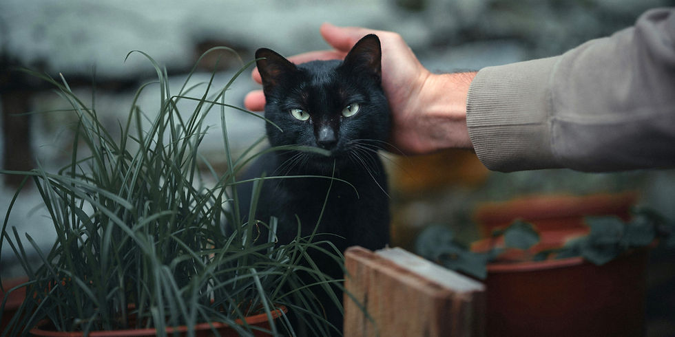 Black cat with green eyes being petted by a hand beside potted grass