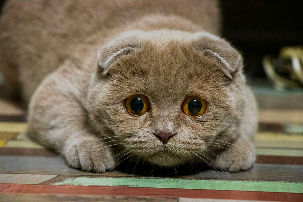 Cat with wide eyes crouches on the floor, looking worried.