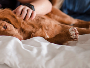 A dog lying in bed with their human