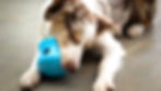 Brown-and-white dog with a treat dispensing toy