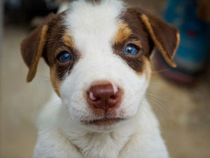 Puppy with wide blue eyes