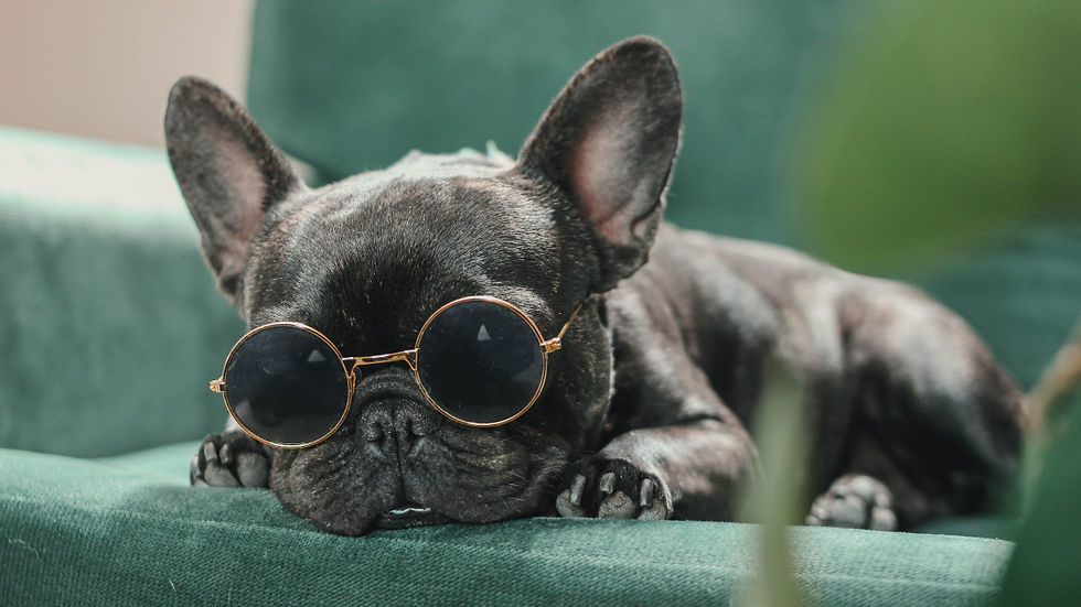 Black French bulldog wearing round sunglasses staying cool on a green couch