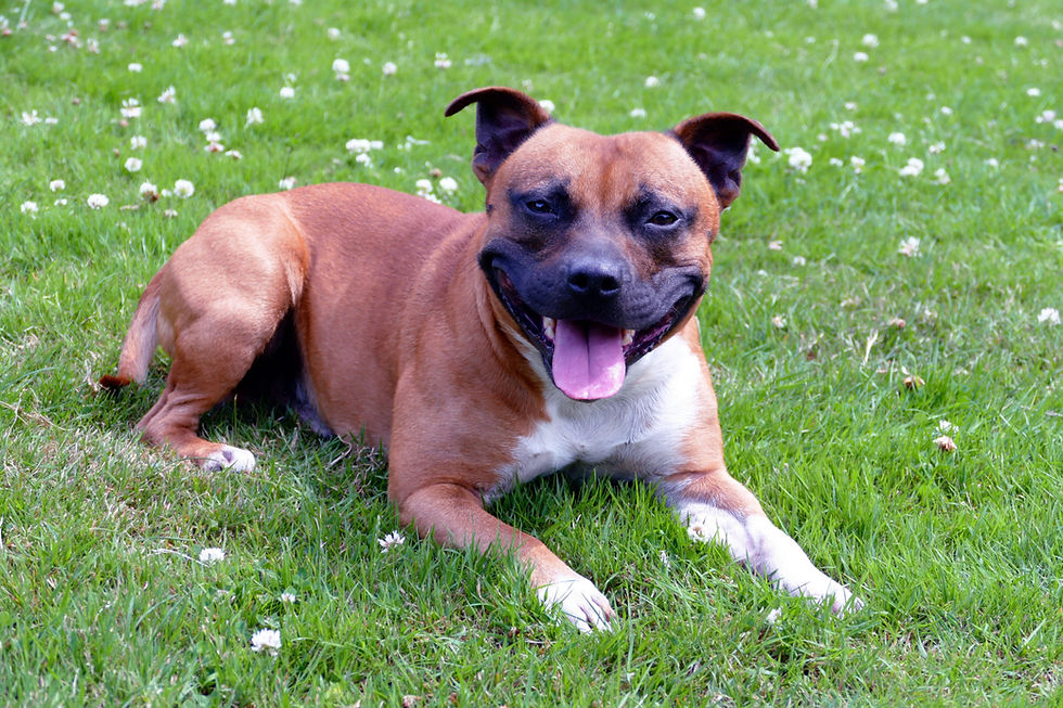 Pit Bull with a happy expression lying on green grass