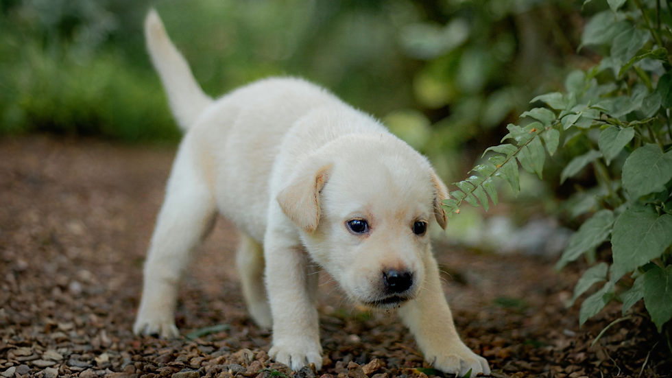 Yellow Labrador Retriever puppy walking on a gravel path