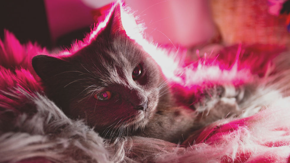 Gray cat resting in a pink fluffy blanket, lit by warm pink light.