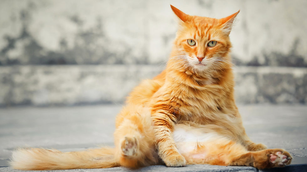 Fat tabby cat lounging on a stone floor