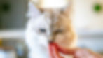 Fluffy white cat with blue eyes licks food from a hand