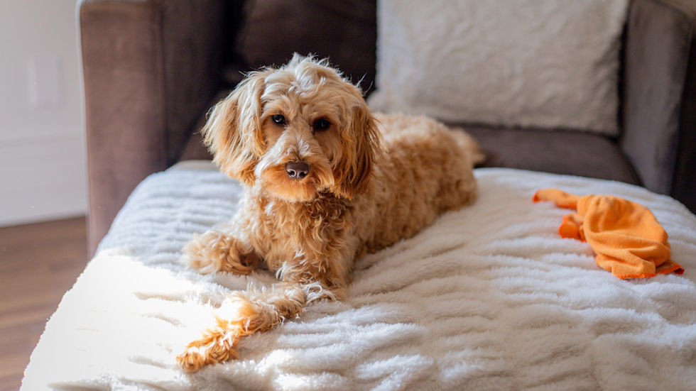 Curly tan dog lounges on a white blanket on a sofa