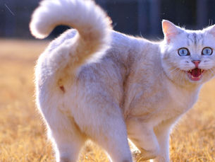 Cat looking over it's shoulder with mouth open