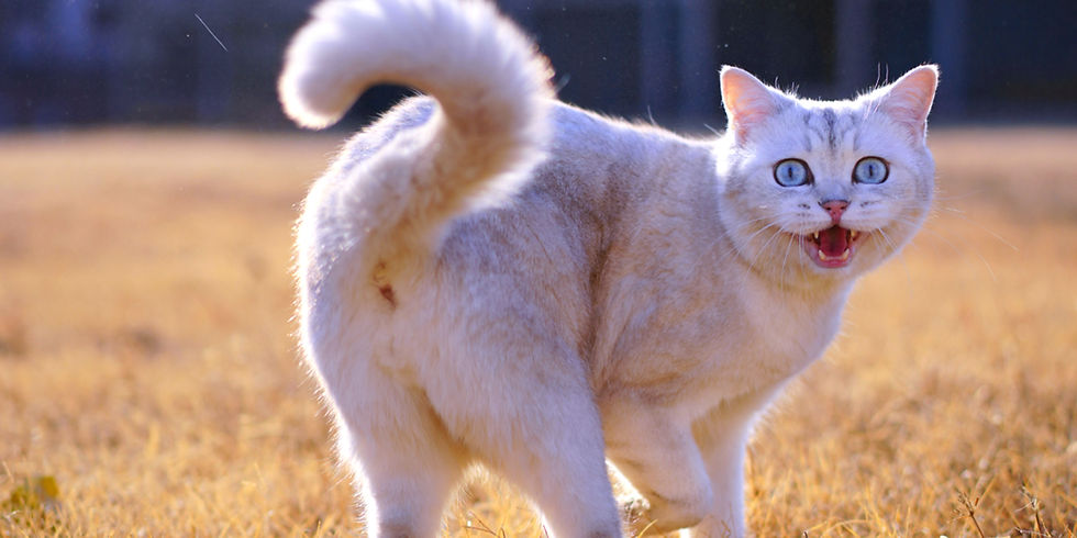 Tapeworms in Cats: Symptoms, Treatment, and Prevention