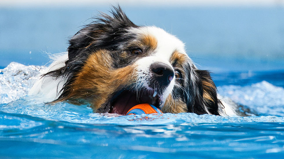 Wet dog chases a ball through pool water