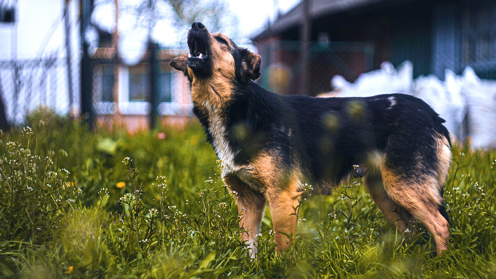 Dog barking in a grassy yard