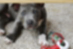 Gray pit bull puppy looking up with toys nearby.