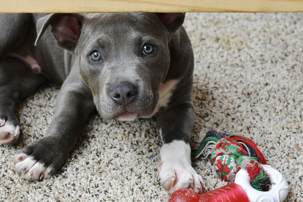 Gray pit bull puppy looking up with toys nearby.