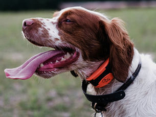 A dog wearing a training collar