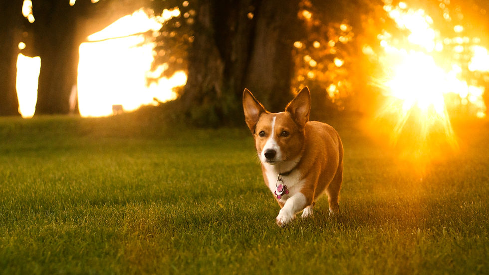 Corgi walking on grass at sunset