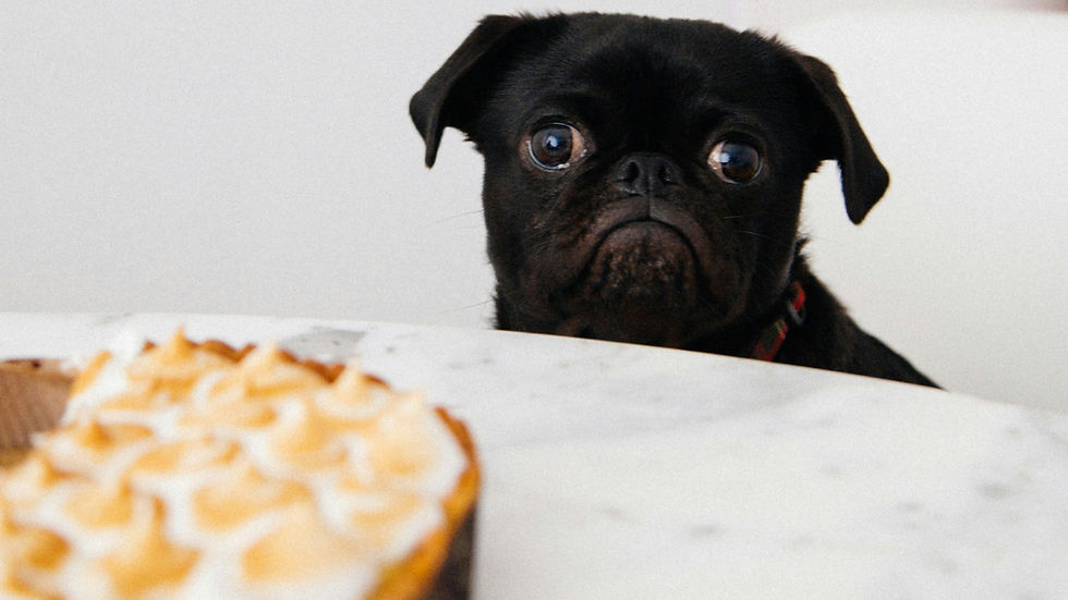 Black pug looks longingly over a table at a pie