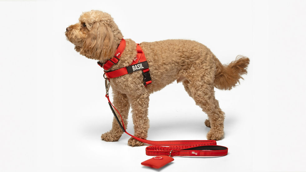 Curly tan dog in a red harness with a front-clip harness