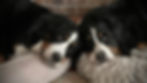 Two Bernese mountain dogs nap side by side