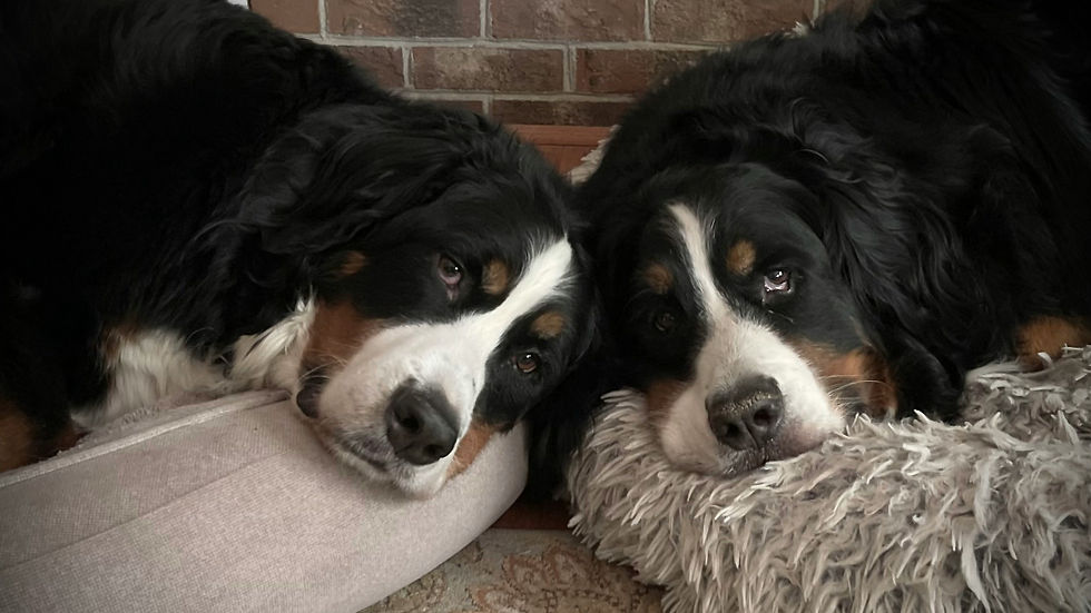 Two Bernese mountain dogs nap side by side