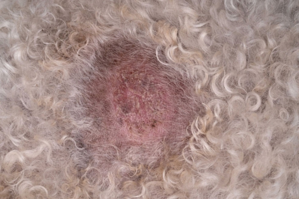 Ringworm on a dog