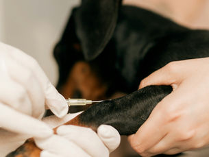 Dog Allergy Testing: How Does It Work?