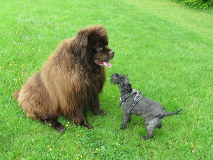 A large, fluffy brown dog sits facing a smaller curly gray dog