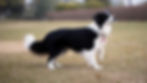 Black-and-white border collie limping