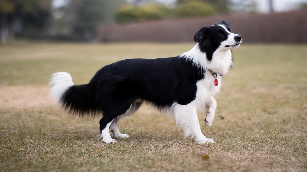 Black-and-white border collie limping