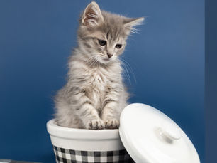 Gray male kitten sits in a checkered bucket against a blue background