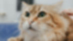 Close-up of a fluffy orange tabby cat 