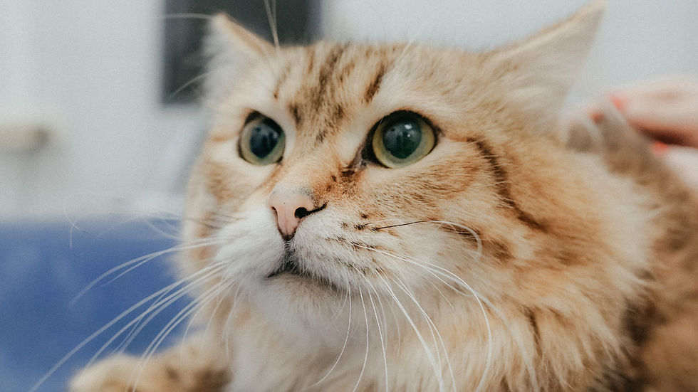 Close-up of a fluffy orange tabby cat 