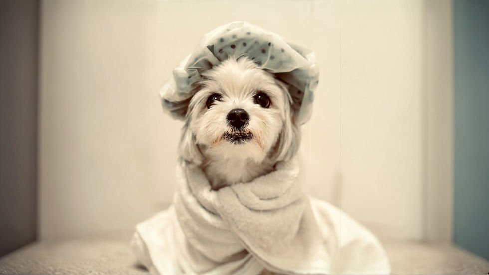 White dog in a shower cap and wrapped in a towel