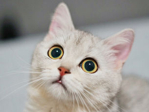 Cat with dilated pupils