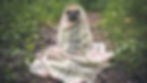 Pug wrapped in a plaid blanket