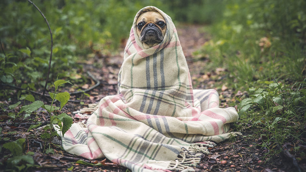 Pug wrapped in a plaid blanket 