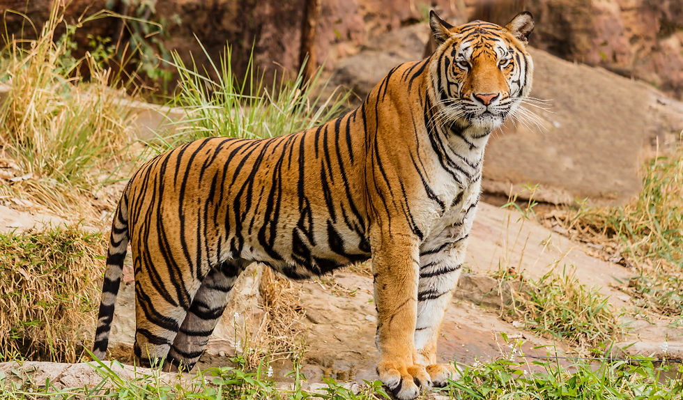 Tiger standing on rocky grassland