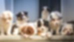 Seven fluffy Australian Shepherd puppies