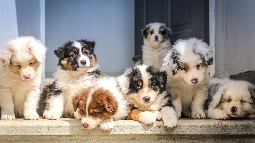 Seven fluffy Australian Shepherd puppies
