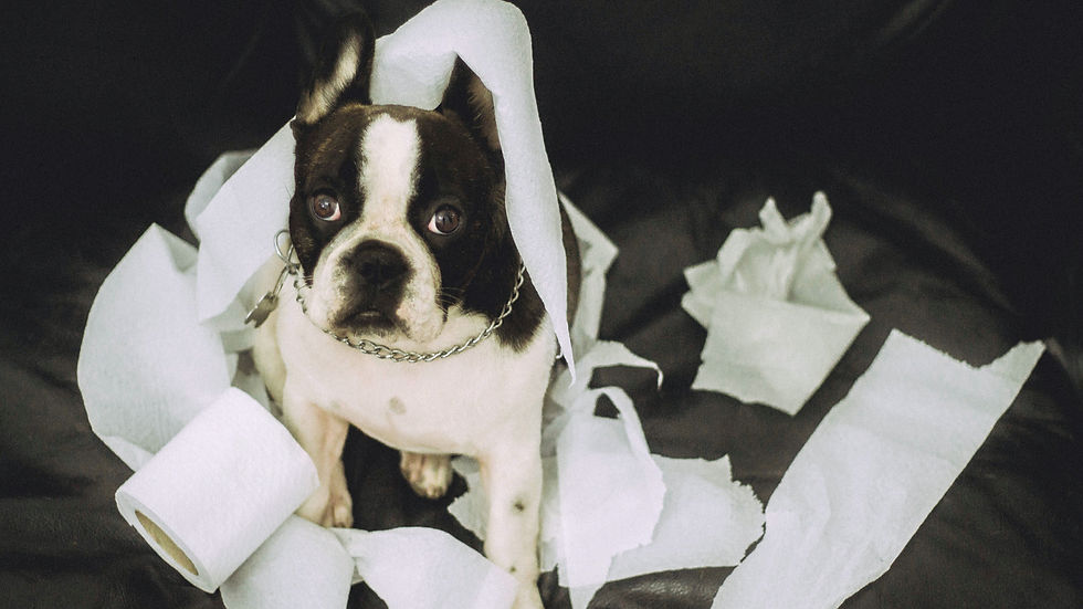 Small Boston terrier wrapped in toilet paper sits amid scattered rolls