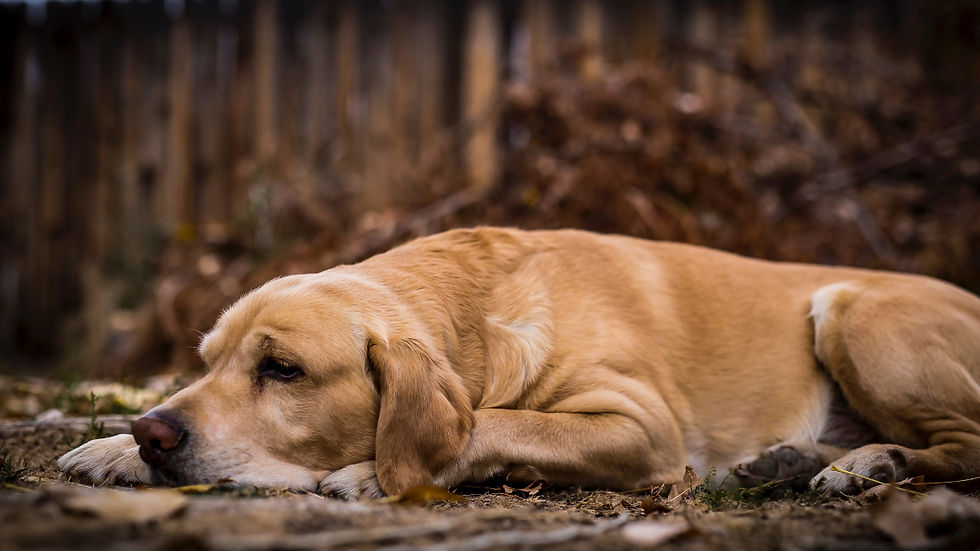 Golden retriever lies resting on the ground outdoors